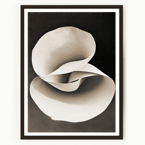 White Petals No1