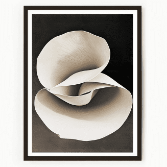 White Petals No1